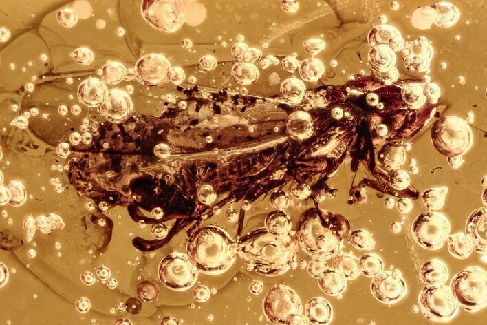 Fossil Leafhopper (Cicadellidae) In Baltic Amber - Unusual Genitalia!! #278914
